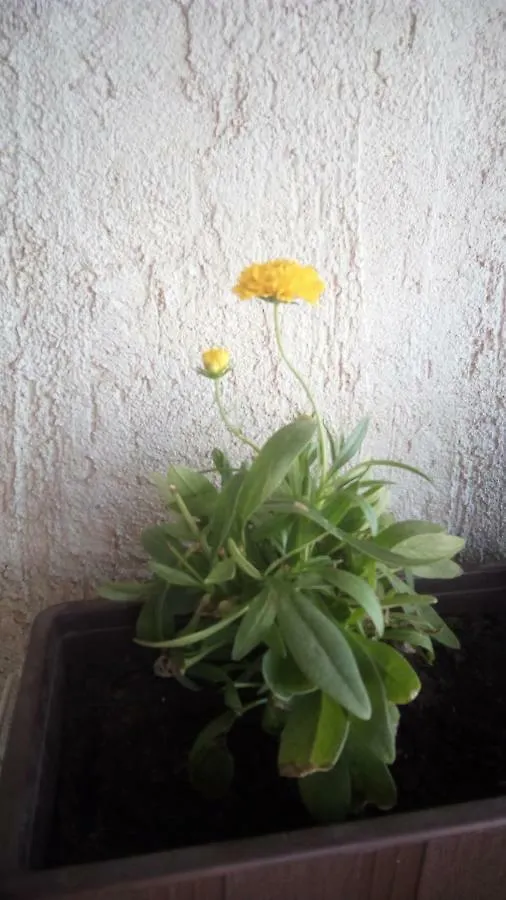 Apartment Butterfly Split - For Rest And Relaxation